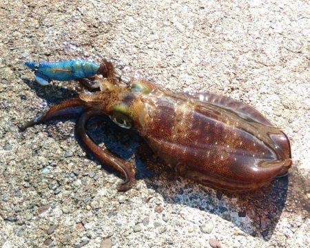 今シーズンラストエギング